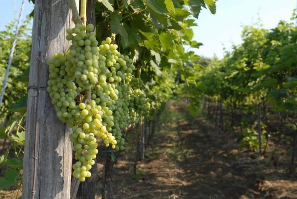 Agriturismo Le Case Del Merlo Milo Dış mekan fotoğraf