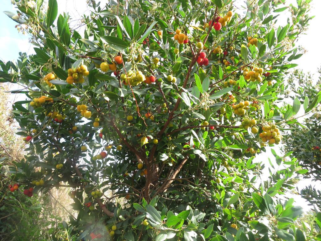 Agriturismo Le Case Del Merlo Milo Dış mekan fotoğraf